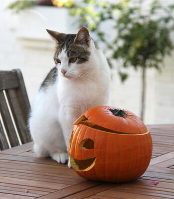 Keywords: cat,pumpkin,table