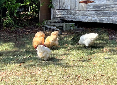 chicken_backyard
