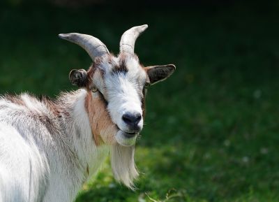 goat-9017896_1920
