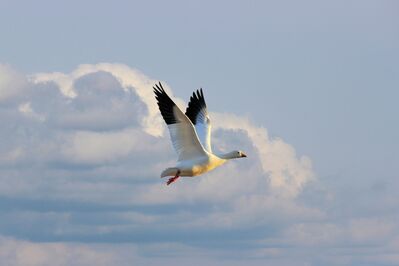 goose-4190673
Keywords: flying,sky,clouds