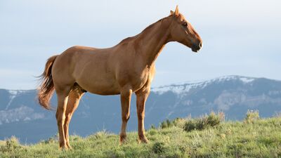 horse_mountains_outdoor
