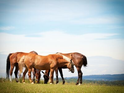 horses-1205145
