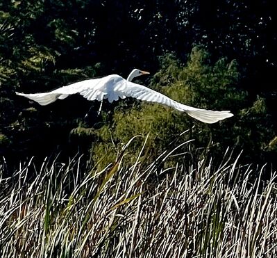 Keywords: birth,white bird,flying,Swampy area close to my house,Houston