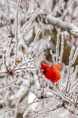 Keywords: bird,cardinal,snow