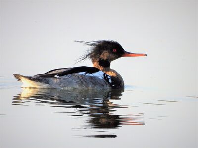 Keywords: bird,swim,water