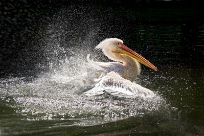 Keywords: bird,heron,swim,splash