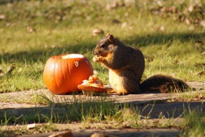 pumpkin_squirrel
