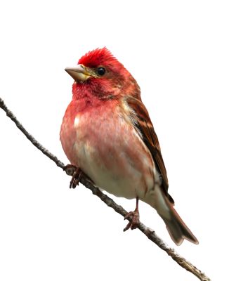 purple-finch
