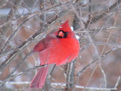 Keywords: bird,cardinal