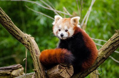 red-panda
Keywords: red panda