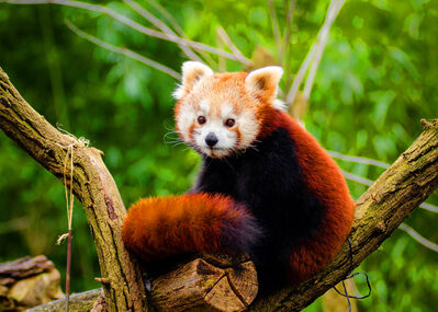 red-panda
Keywords: red panda,animal,trees