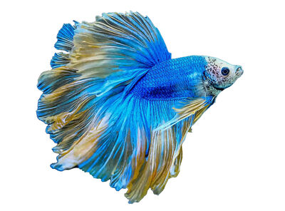 reference_betta_fish
