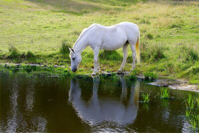 reference_horse
