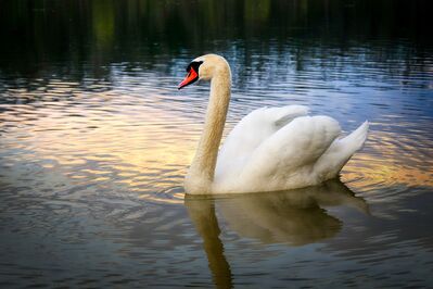 reference_lake-swan
