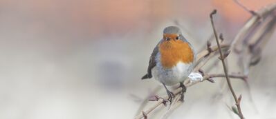 Keywords: winter,bird