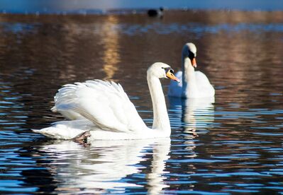 swan-644426_1920
