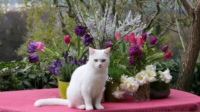 white-cat-4134639
