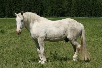 white-horse-1301825_1920
