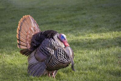 wildlife-turkey
