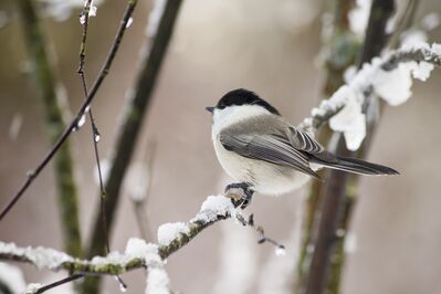 Keywords: bird,branch,snow