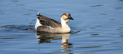 Keywords: Woodduck,Rob Matheson