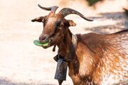 Farm_Goats-7478-1_Original.jpg