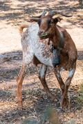 Farm___Goats-7484-1.jpg