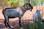 Farm___Goats-7490-1.jpg