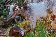 Farm___Goats-7507-1.jpg