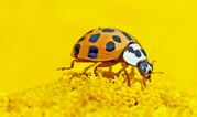 asian-lady-beetle-1324398_1920.jpeg