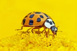 asian-lady-beetle.jpeg