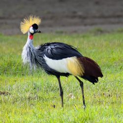 bonnie-bird-Grey-crowned-crane.jpg