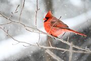 cardinal-6979500_1920~0.jpeg