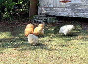 chicken_backyard.jpg