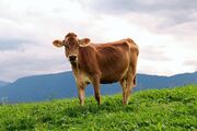 cow-950227__340.jpg