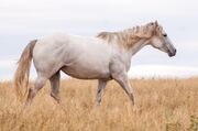 horses-1109401_1920.jpg