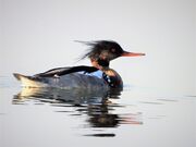 merganser-5270228_1920.jpeg