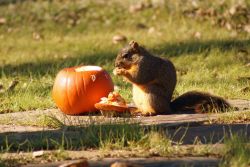 pumpkin_squirrel.jpg