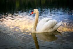 reference_lake-swan.jpeg