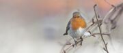 robin-2854133_1920.jpeg