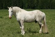 white-horse-1301825_1920.jpg