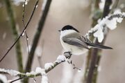 willow-tit-6545396_1920.jpeg