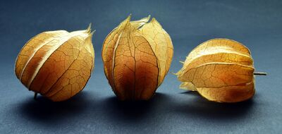 physalis-2989775_1920
