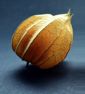 physalis1
