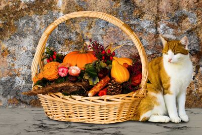 Keywords: pumpkin,cat,fall,basket