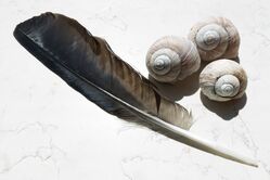 feather-shells.jpg