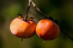 wild-persimmon-1727097_1920.jpg