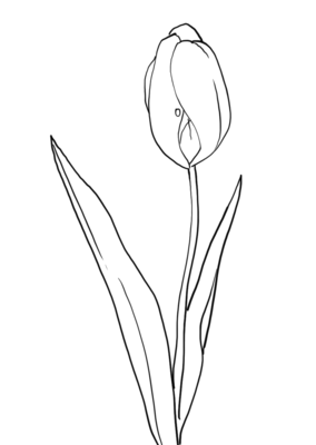 Keywords: Traceable tulip