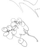 traceable_red_grapes.PNG