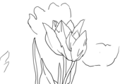 traceable_red_tulips.PNG